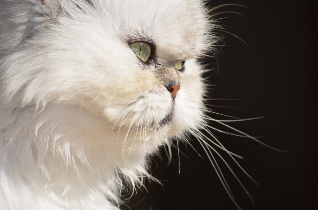 Persian Cat: The Most Friendly Cat Breed in the World