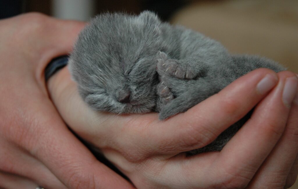British Shorthair Cats – The pedigreed version of the traditional British domestic cat