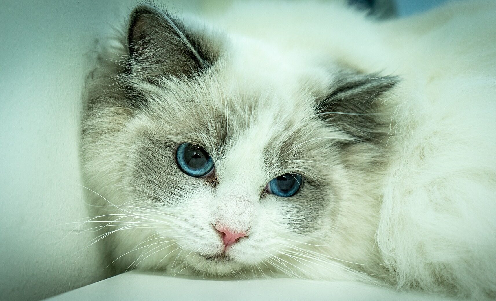 Ragdoll Cats – The Chubbiest and Most Popular Cat Breed