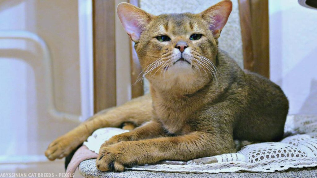 Abyssinian Cats Breeds