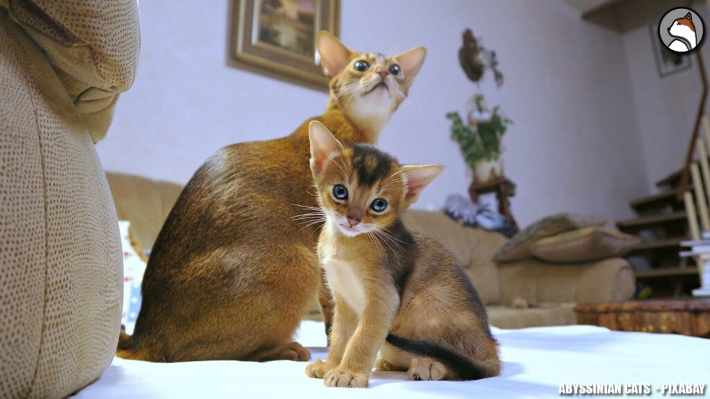 Two Abyssinian Cats | Abyssinian Cats For Adoption | Room 