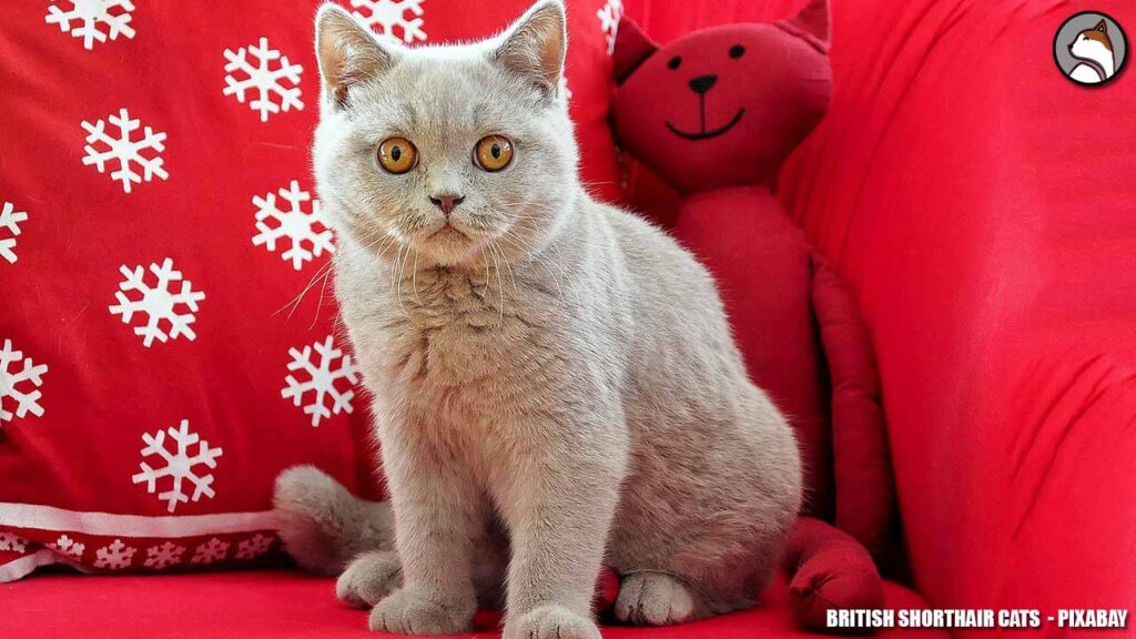 British Shorthair Cats | Read Sofa | Cats for adoption 