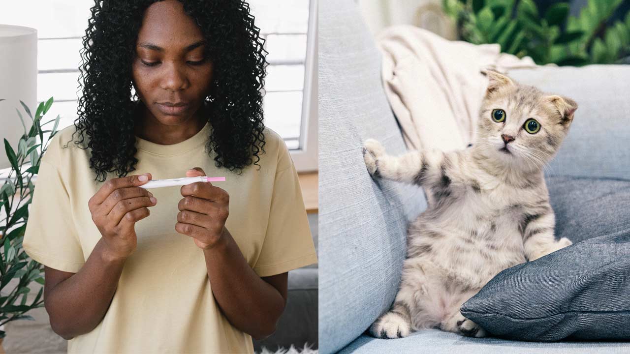 Girl pregnancy test | Cat pregnancy test|