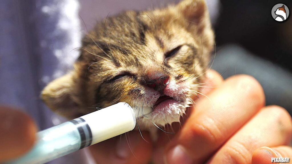 feed A Newborn Kitten | Newborn kitten | kitten dropper 