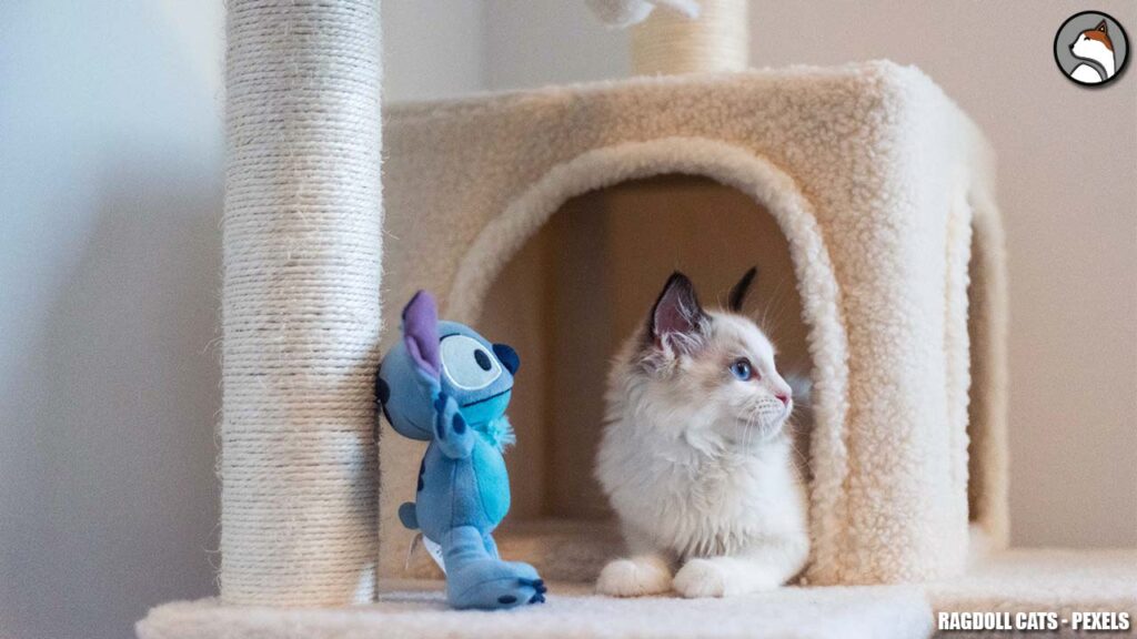 Disney stitch plush / Ragdoll cats / cat tree / Ragdoll cats For Adoption