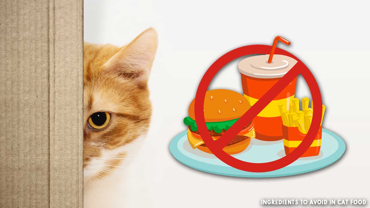 Ingredients to Avoid in Cat Food