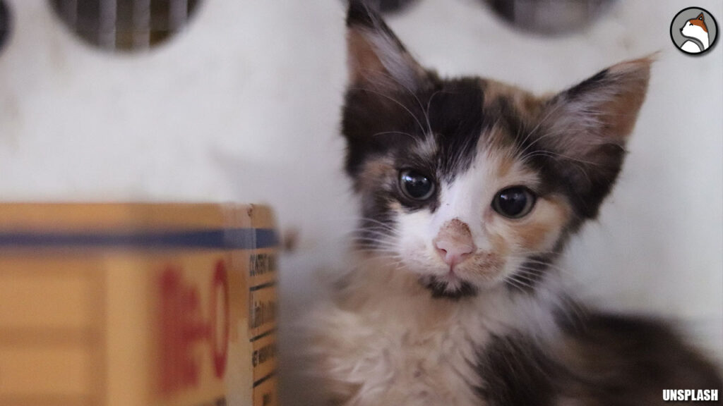 Kitten Near the box / cats in  adoption center 