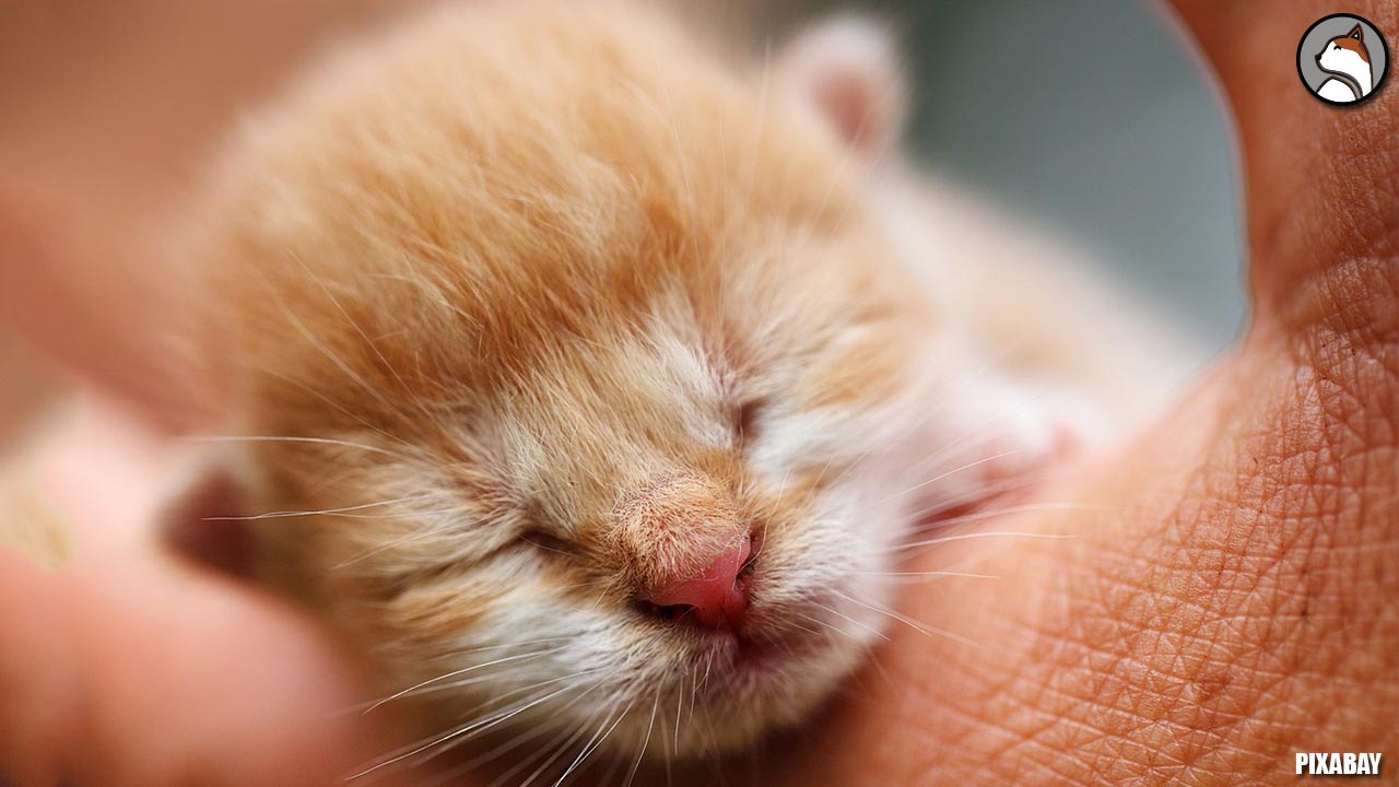 Care of Newborn Kittens | Newborn Kittens | Care of Newborn Kittens