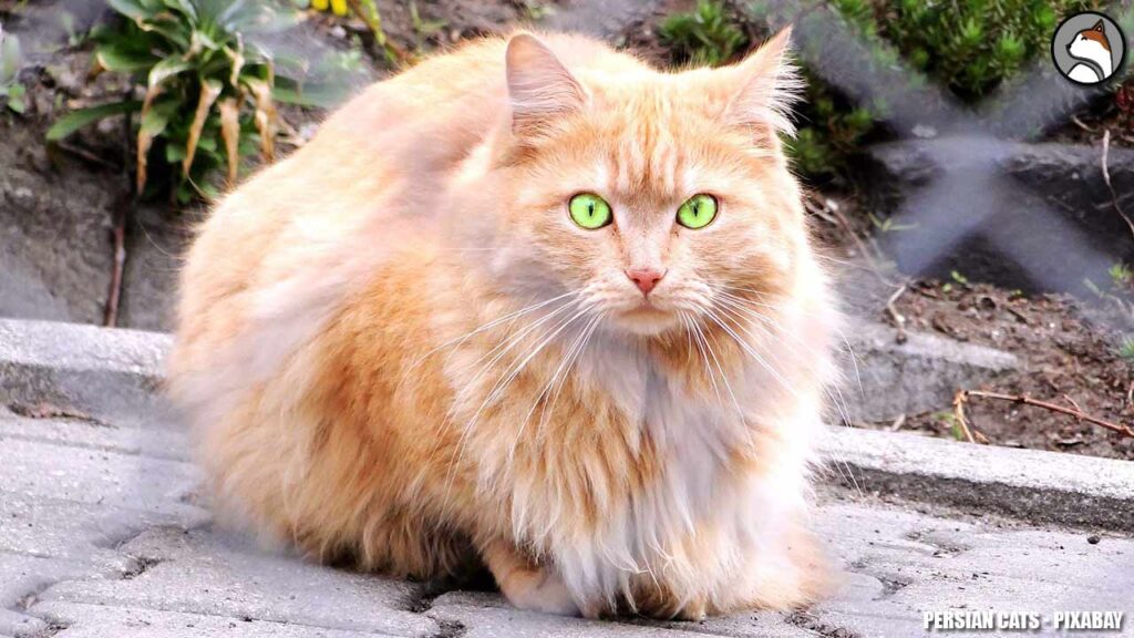 Persian cats | Persian cats For Adoption 