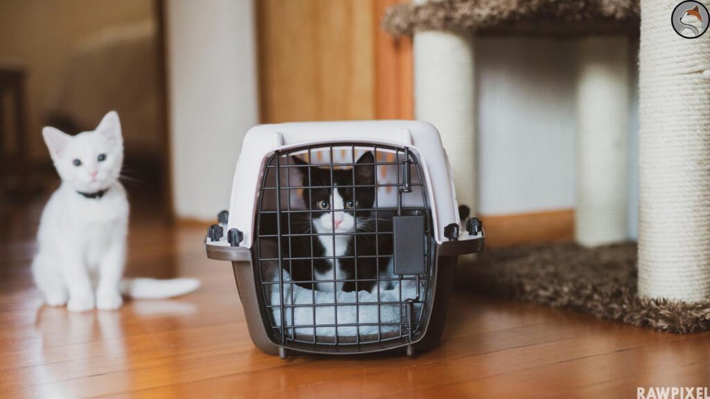 White Cat | Black cat in Carrier |  