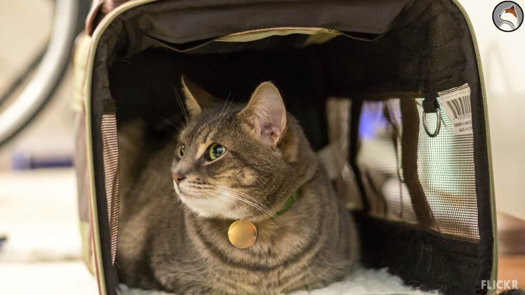 Cat Secure Inside Its Carrier.