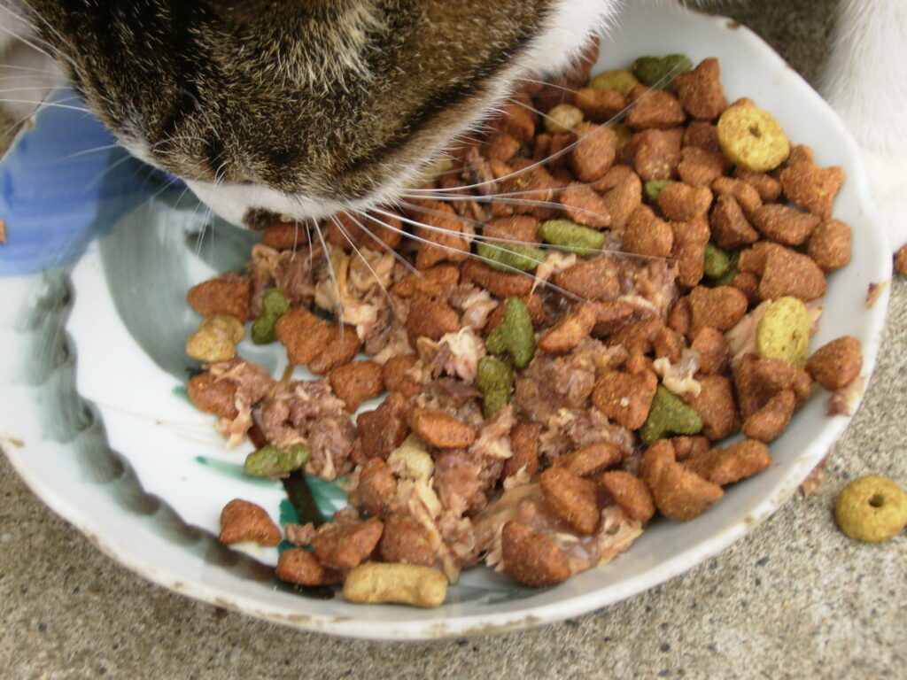 senior cat eating soft dry cat food