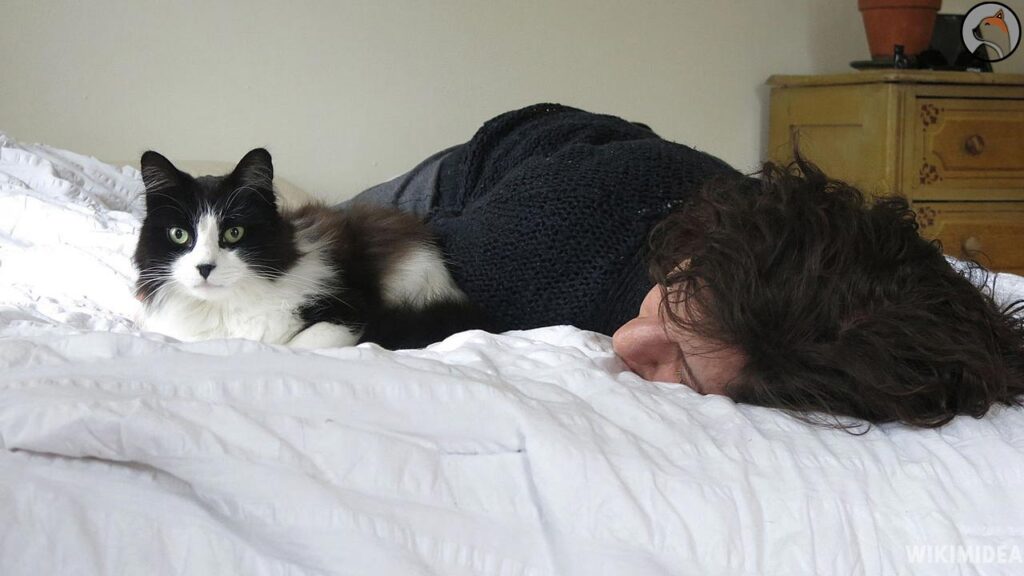 Cat on the bed with man 