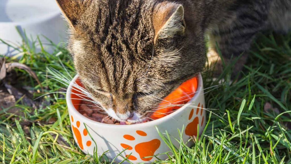 senior cat eating soft food 