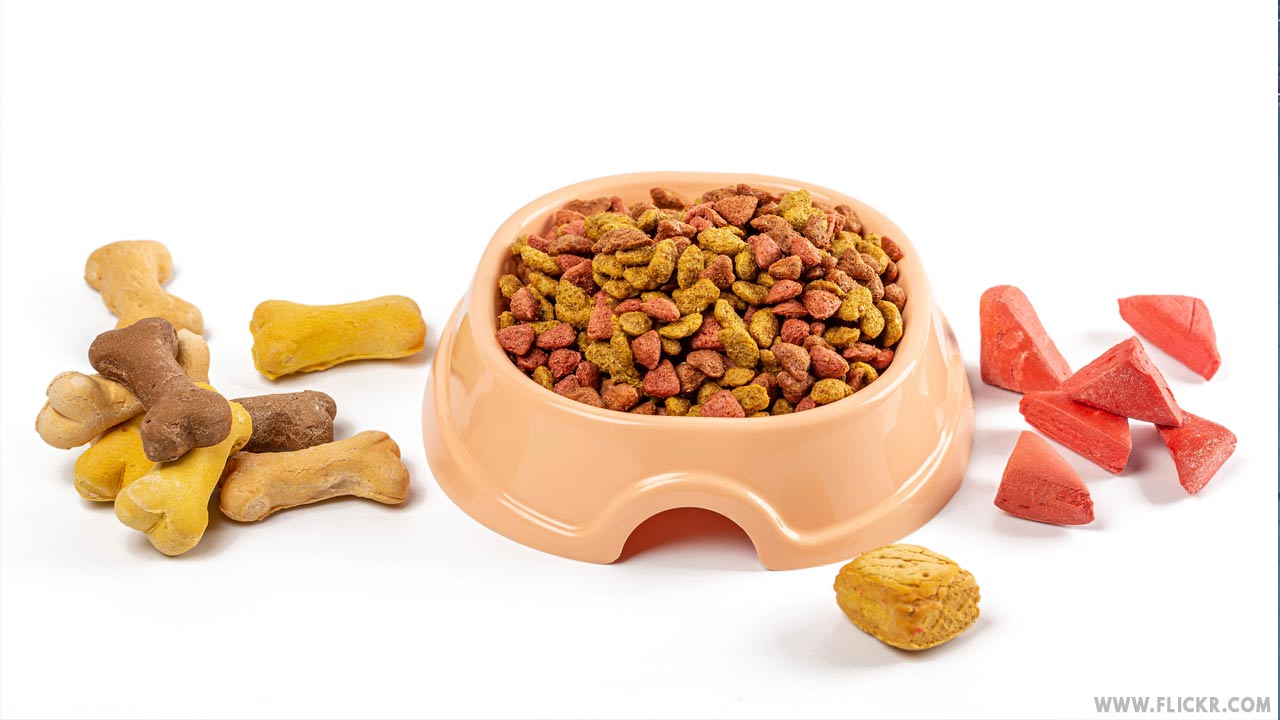 dry pet food in different shapes