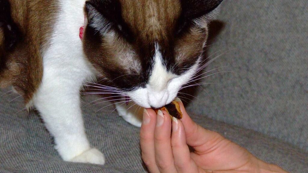 "Close-up photo of a chocolate bar next to a concerned-looking cat - Chocolate bad for cats, keep your feline friend safe by avoiding this toxic treat."