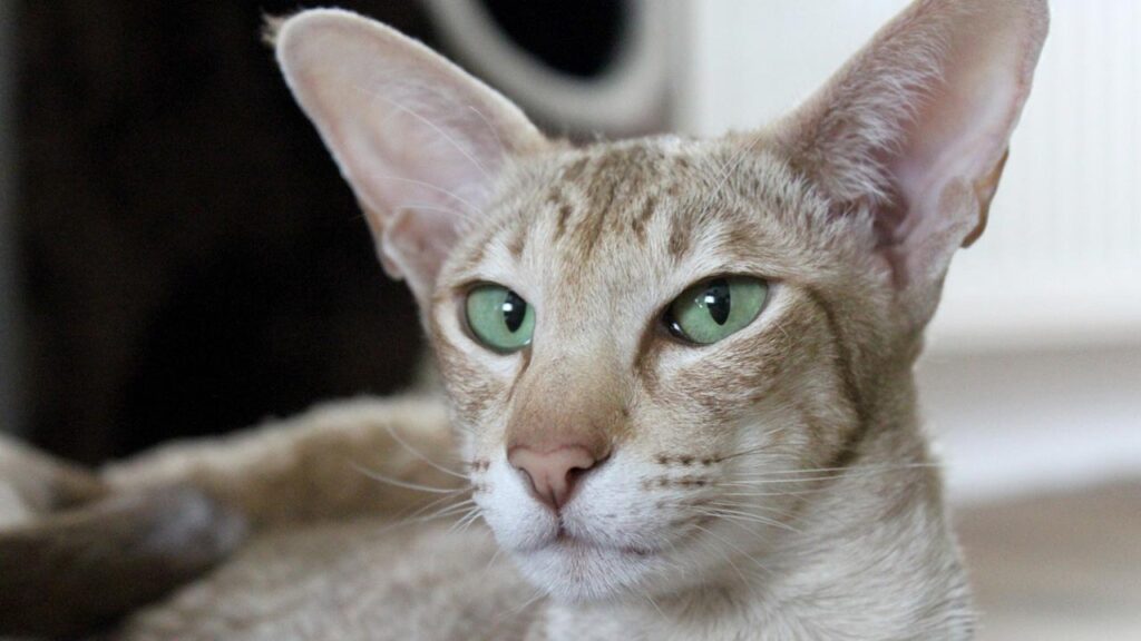 An image of a beautiful Javanese cat sitting gracefully on a windowsill with a lush green garden in the background. The cat has long and silky fur in shades of cream and brown, with bright blue eyes. The image highlights the elegance and poise of the Javanese breed, which is hypoallergenic and ideal for allergic pet owners.
