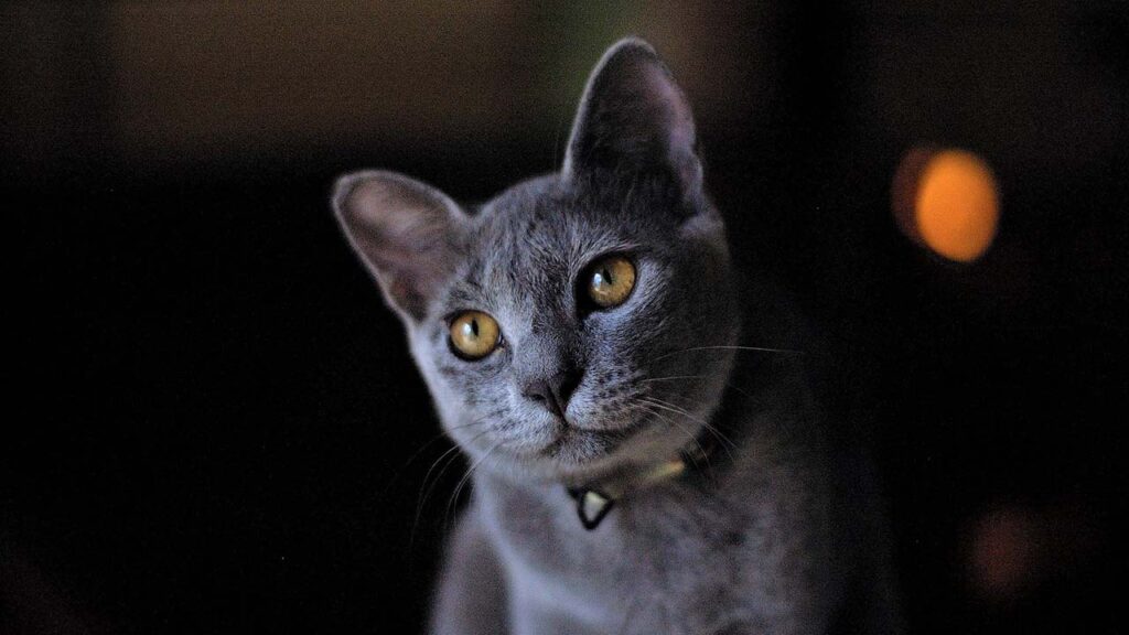 An image of a sleek and elegant Russian Blue cat sitting on a windowsill with a city skyline in the background. The cat has short, dense blue-gray fur and bright green eyes. The image showcases the beauty of the Russian Blue breed, which is hypoallergenic and ideal for allergic pet owners.