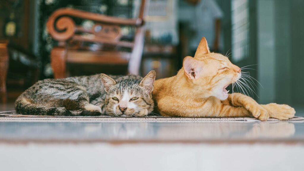 Two Color Tabby Cats