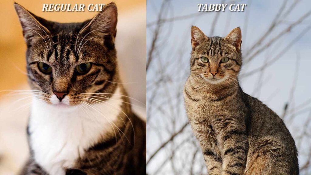 Tabby Cat and a Regular Cat