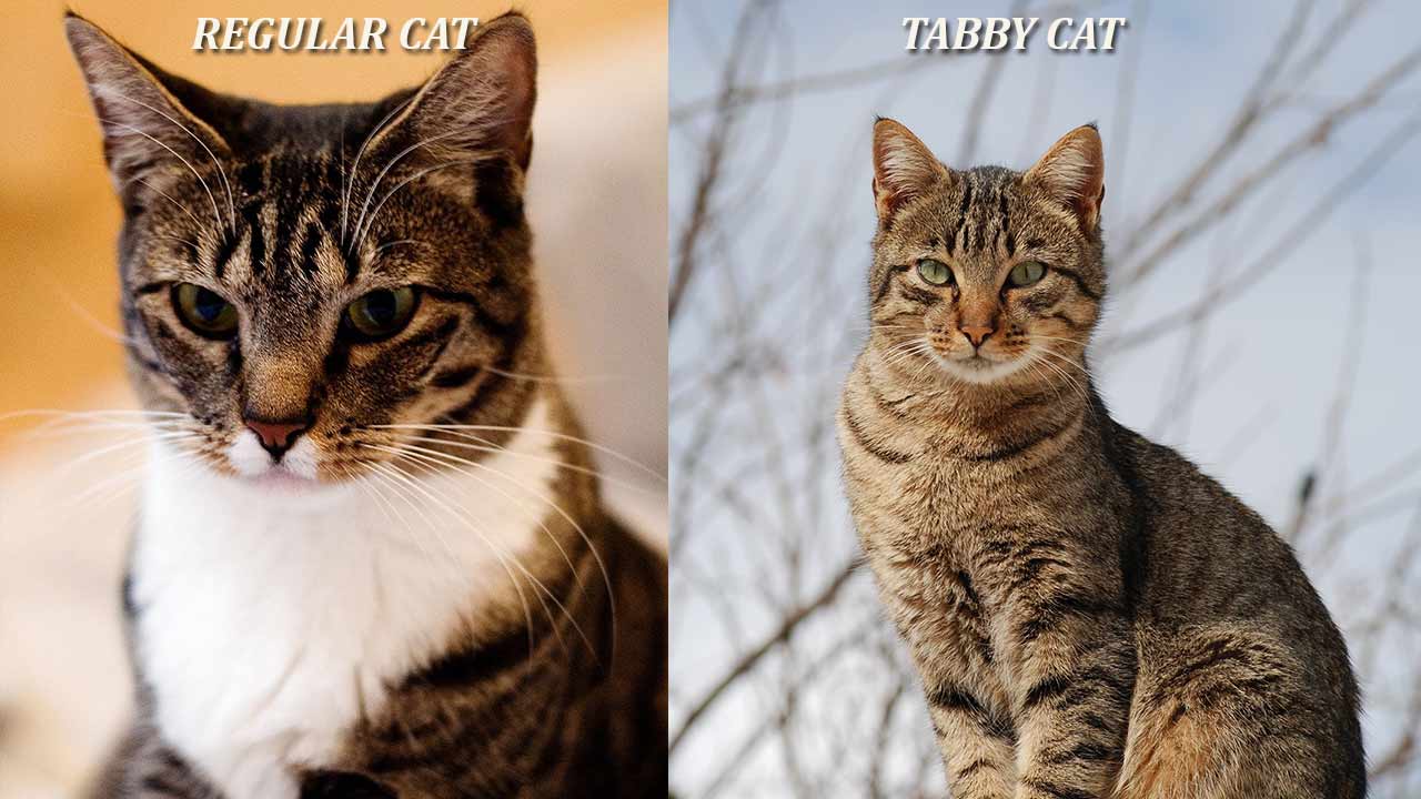 10 Surprising Facts About Tabby Cats You Never Knew Cute Kitten 0447