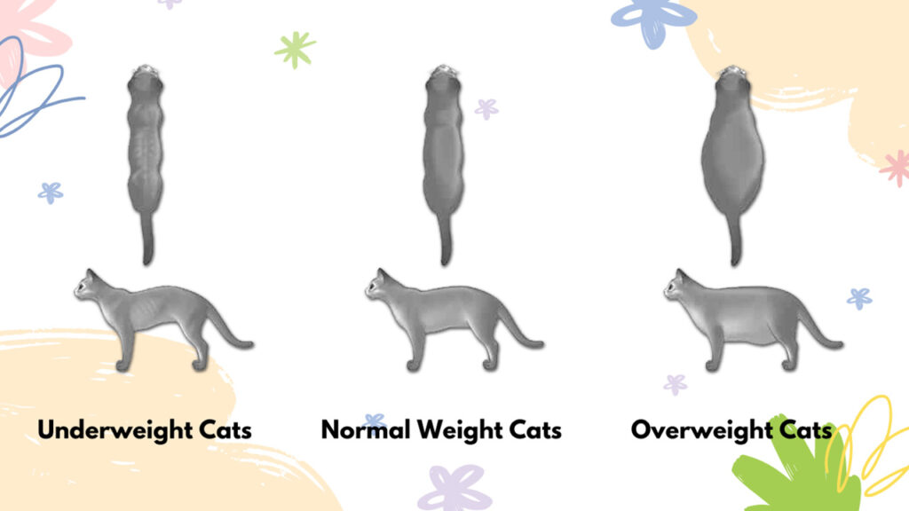 Three cats of different sizes representing the concept of "Cat Feeding Chart by Weight."