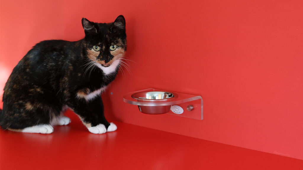 A cat sitting next to a cat feeding chart, with a cat food cup nearby, emphasizing the use of cups for measuring portion sizes in cat feeding.