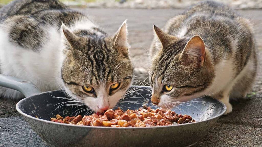 A cat happily consumes homemade cat food from one of the 10 vet-approved recipes, highlighting the appeal and health benefits of these homemade meals.