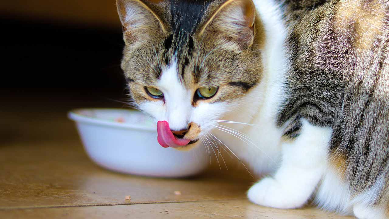 A cat happily consumes homemade cat food from one of the 10 vet-approved recipes, highlighting the appeal and health benefits of these homemade meals