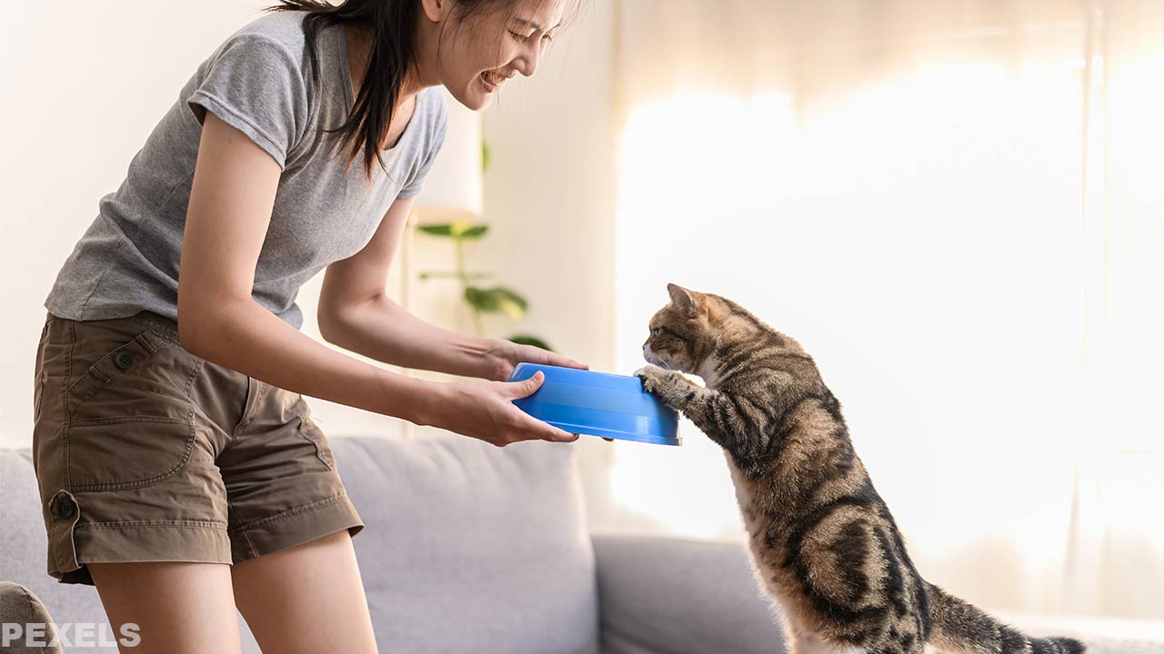 Young Asian woman feeding her domestic cat at home - "Best Cat Breeds for Families" article.