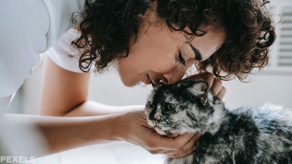  Woman bonding with a cat by touching its nose - "Best Cat Breeds for Families."