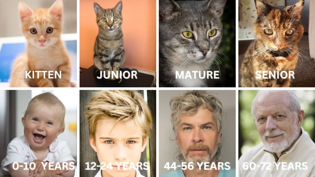 CAT YEARS TO HUMAN YEARS 