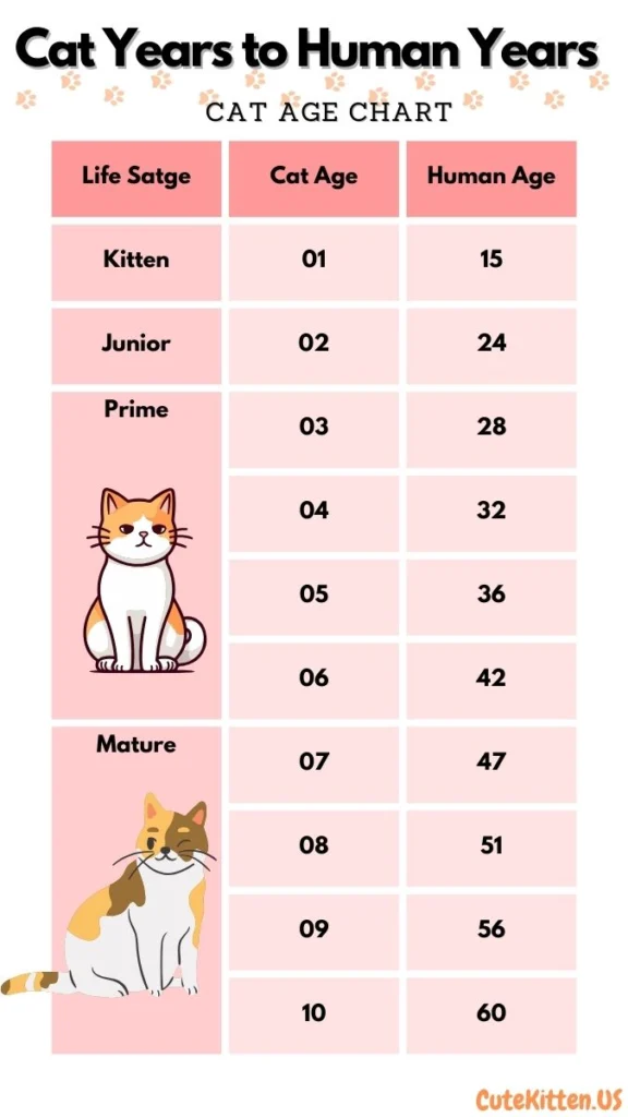 Cat to Human Years Conversion Chart: Understanding Cat Years to Human Years