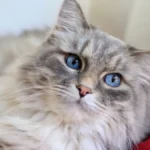 Siberian Cat with Luxurious Fur