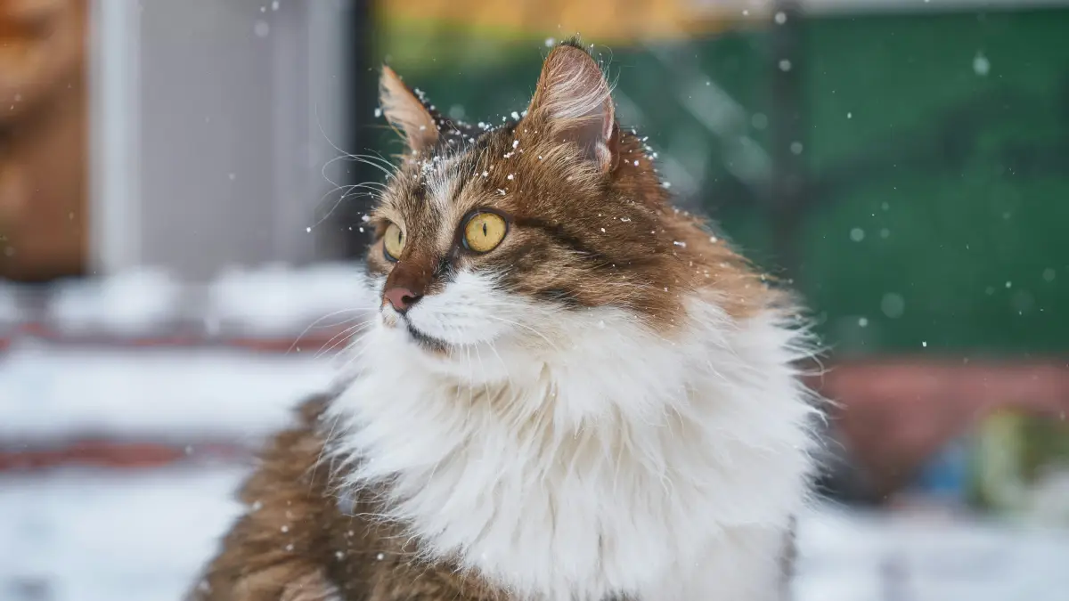 "Discover the enchanting world of Norwegian Forest Cats, their history, traits, and care tips. Dive in now!